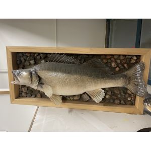 Täytetty Kuha 7550g