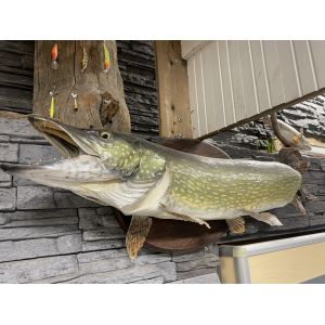 Täytetty Hauki 117cm 11,2kg