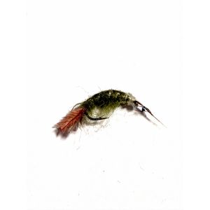 Shrimp Olive #10