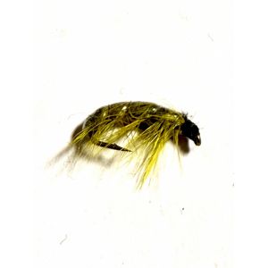Larva Olive #14