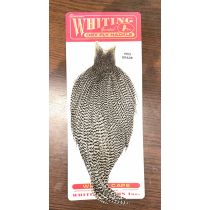 Whiting Saddle Hackle 100 Pack #12