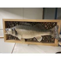 Täytetty Kuha 7550g