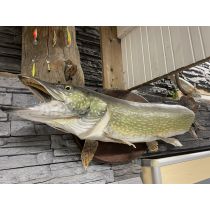 Täytetty Hauki 117cm 11,2kg