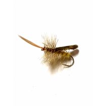 Yellow Sedge #12