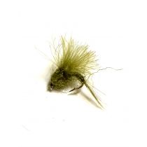 Olive CDC #18
