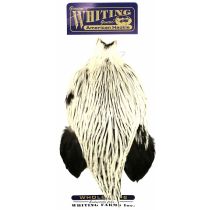 Whiting American Rooster Cape