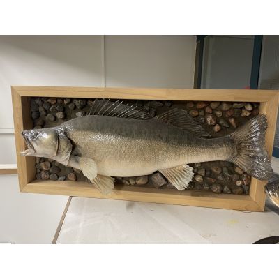 Täytetty Kuha 7550g