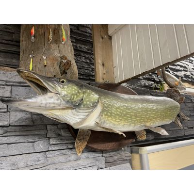 Täytetty Hauki 117cm 11,2kg