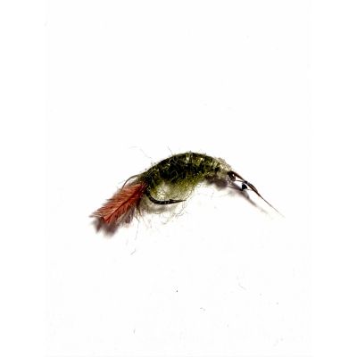 Shrimp Olive #10