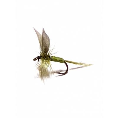 Olive Dun #16