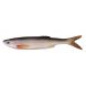 Savagear 3D Bleak Real Tail 13,5cm